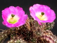 Thumbnail of 1724_Echinocereus spec._20120519_03(1).jpg